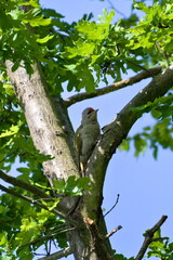 Czech bird Picus canus aka Grey-headed Woodpecker hidden in the tree.