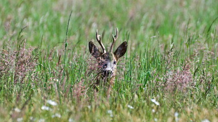 Capreolus capreolus aka European roe deer is hidden in the grass and looking to the photographer. Spring morning, nature of Czech republic.