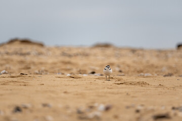 Cute little water bird. Sand background. Bird: Common Ringed Plover. Charadrius hiaticula.