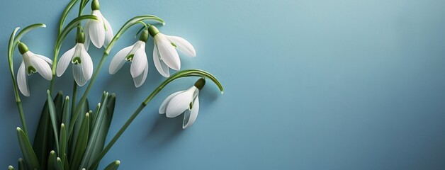 Snowdrops Blooming on Blue Background