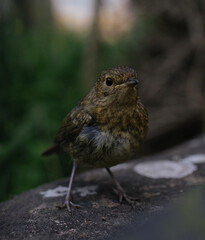 robin on the ground