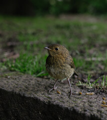 robin on the ground