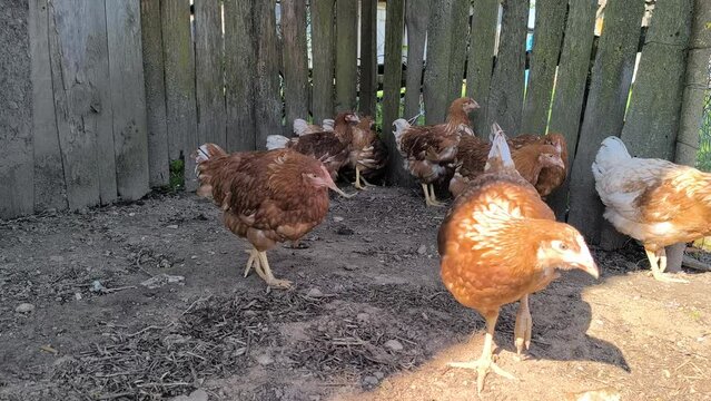 Young Loman Brown chickens in the pen eating food and pecking