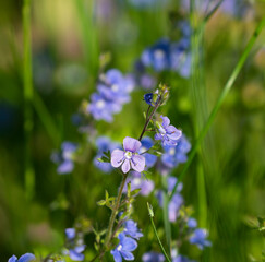 Veronica Serpyllifolia. Beautiful floral background.