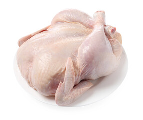 One fresh raw chicken isolated on white