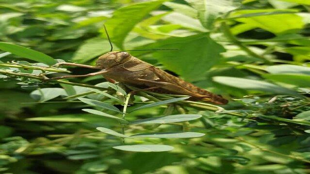 grasshopper on the green leaves