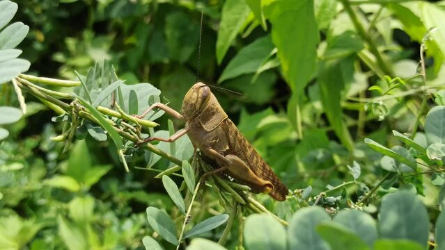 grasshopper on the green leaves