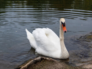 Sad swan near the shore