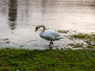 Swan comes out onto the lawn