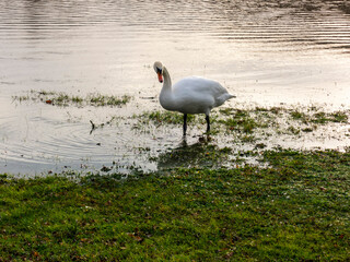 Swan goes to the meadow