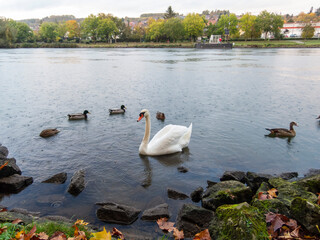 Swan, ducks and geese in the water