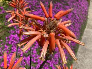Große Blüten einer Aloe grandidentata