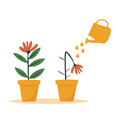 A dried flower is watered from a watering can.Orange watering can isolated on a white background. Gardening Tools. Flower growth concept.