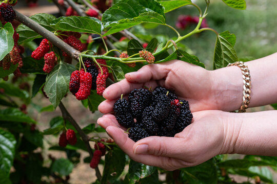 Woman picking ripe black coloured mulberries from a mulberry tree branch.