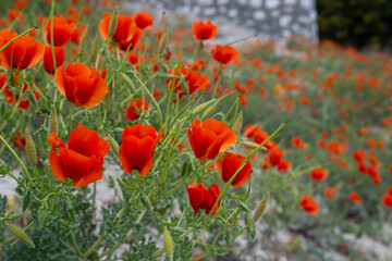 Close-Up of Poppies in a Garden in the Turkey.