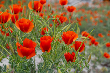 Close-Up of Poppies in a Garden in the Turkey.