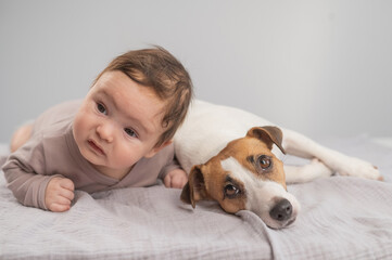 Portrait of a baby lying on his stomach and a Jack Russell Terrier dog.