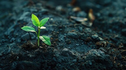 Small green plant sprouting in dark soil with sunlight - Powered by Adobe