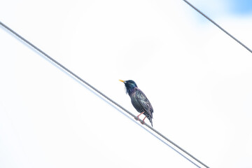 Black bird on an electric wire. Common Starling, Sturnus vulgaris. - Powered by Adobe