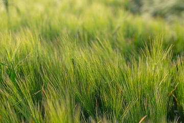 Wheat ears and green background.