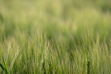Wheat ears and green background.