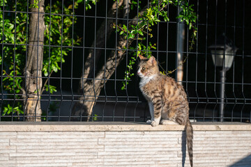 Stray cat standing by the garden fence.