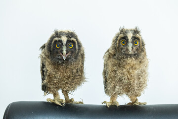A pair of owlets. Long-eared Owl, Asio otus.