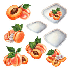 Glass jars sealed with gold, silver, bronze lids contain apricot jam. Watercolor illustration for template design of sweet harvest, summer fruits, juices, canned food, marmalade and sweets