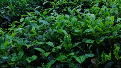 Growing tea plantation in Malang, East Java Indonesia,  non-urban scenery in the morning, green natural wallpaper