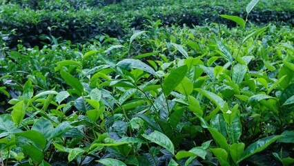 Growing tea plantation in Malang, East Java Indonesia,  non-urban scenery in the morning, green natural wallpaper