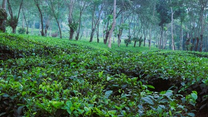 Growing tea plantation in Malang, East Java Indonesia,  non-urban scenery in the morning, green natural wallpaper
