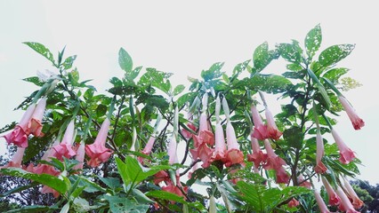 Amethyst, flowering plant of Solanaceae family, an ornamental plant with trumpet-shaped flowers....