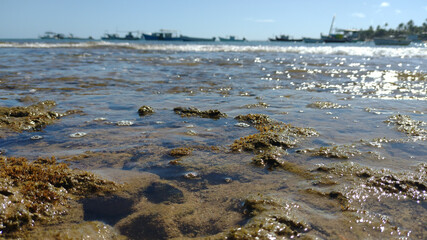 Photo of low tide at Praia do Forte taken on 17 - 01 - 2024 at Estrada do Coco, Linha Verde, Camaçari Bahia, Brazil.