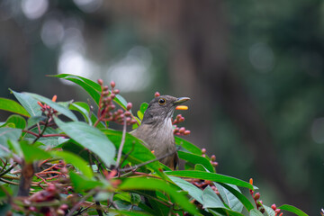 Rufous-Bellied Thrush (Turdus Rufiventris) on a branch