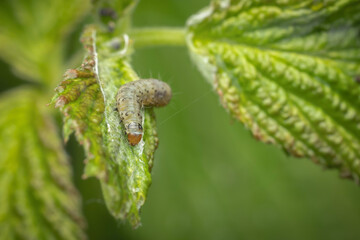Larva of Zeiraphera isertana on raspberry