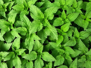 Nettle green leaves (urtica dioica) Top view botanical background.