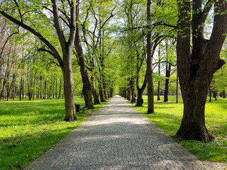 Path in the park, an empty sidewalk among the trees.