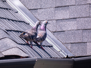 pigeons on the roof