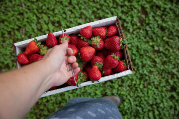 strawberries in a basket