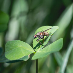 Naklejka premium Close up of a fly on clover.