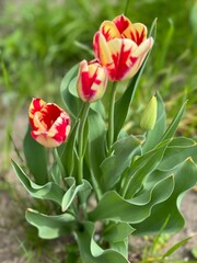 Tulipany