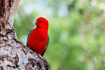 Male King Parrot (Alisterus) on tree trunk, red and green plumage