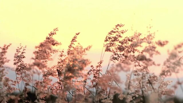 Grass flower with a backdrop of sunset mountains and wind