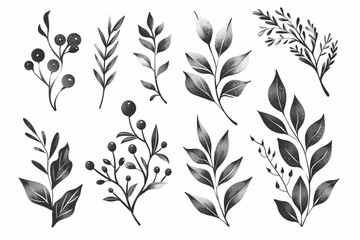 Vector branches and leaves on a white background. Hand drawn floral elements. Vintage botanical illustrations set vector icon