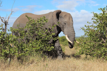 Afrikanischer Elefant / African elephant / Loxodonta africana