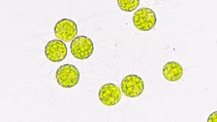 Freshwater microalgae, Golenkinia sp. Live cell. Selective focus image