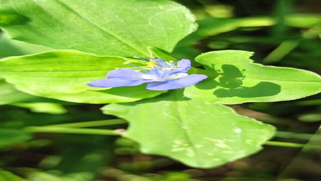 Commelina diffusa