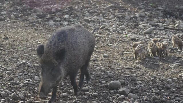 Female wild boar with her brood of children in wild. Mother and young boar babies. Sus scrofa. Bearded pigs Borneo family. Wild boar family mother and striped piglet. Wildlife. Active young boars. 