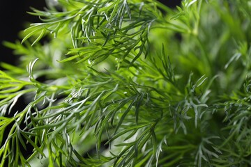 Sprigs of fresh dill on black background, closeup