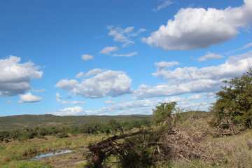 Krüger Park - Afrikanischer Busch / Kruger Park - African bush /